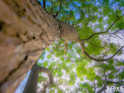 春華秋實(shí) 含章未耀