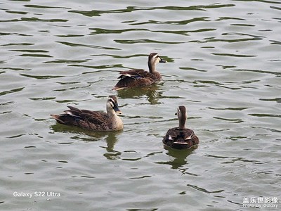 幾只快樂的小鴨子