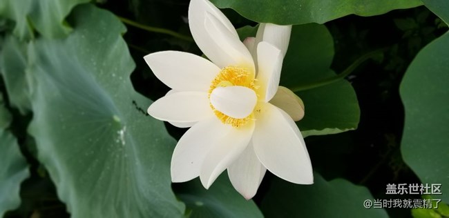 最美不過荷花，清香的味道~