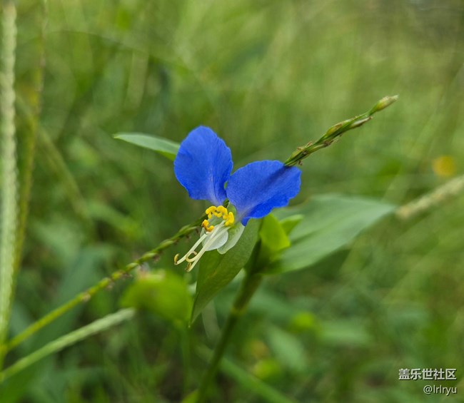 【如青春一般的盛夏】夏日花彩