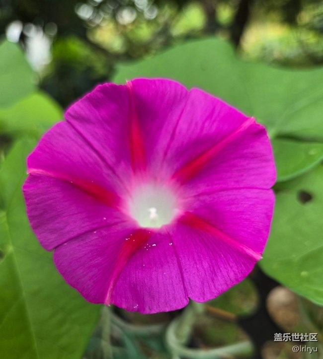 【如青春一般的盛夏】夏日花彩