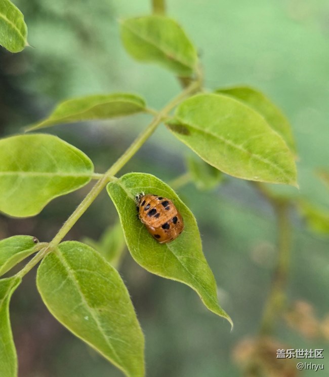 【如青春一般的盛夏】夏日花彩