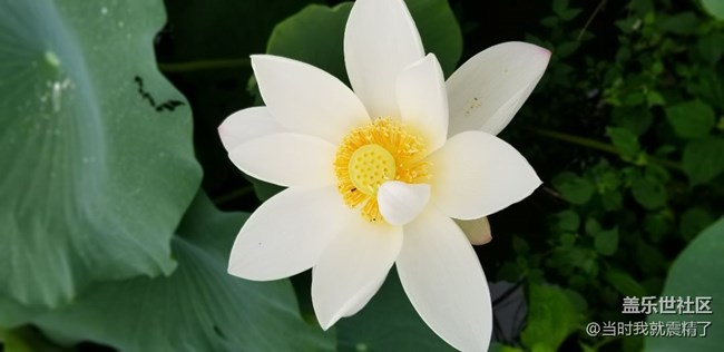 最美不過荷花，清香的味道~