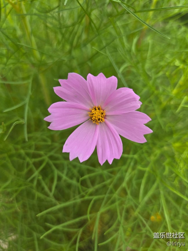 【如青春一般的盛夏】夏日花彩