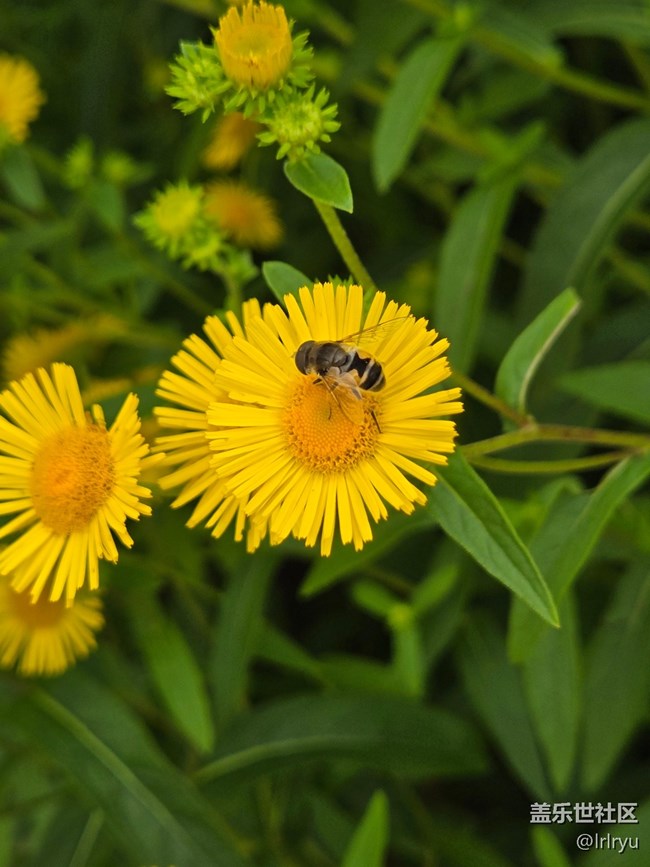 【如青春一般的盛夏】夏日花彩
