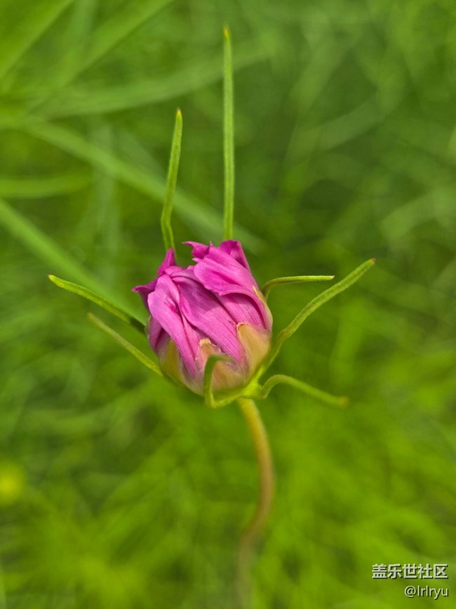 【如青春一般的盛夏】夏日花彩