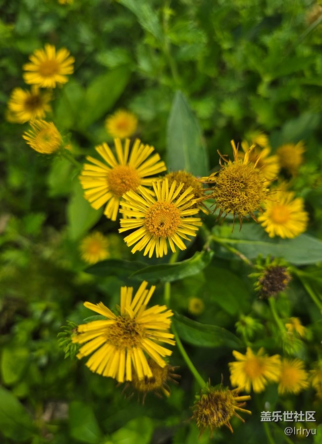 【鵬城暑色】漫步夏日