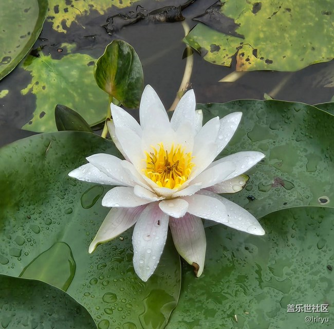 【漫步雨中】慢享雨后