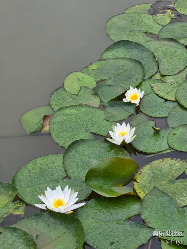 【漫步雨中】慢享雨后