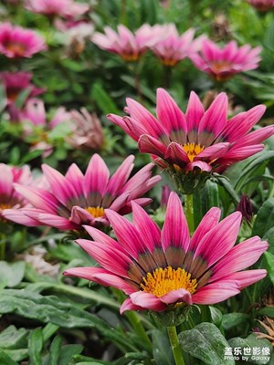 【生活的AB面】不知名的菊花