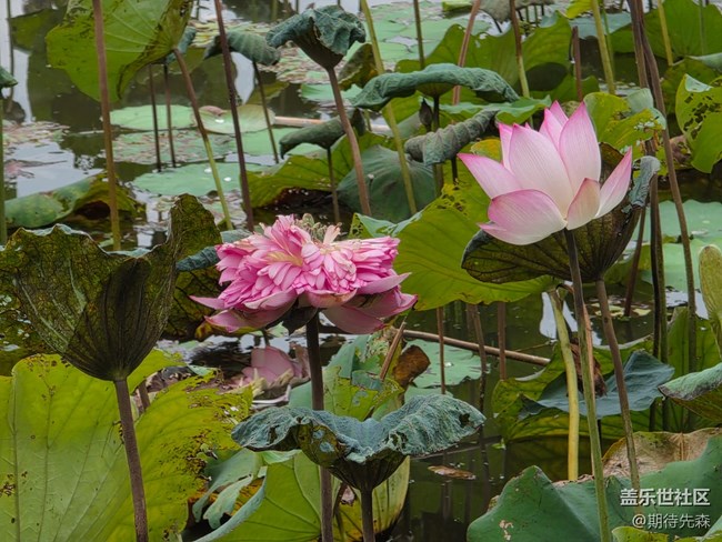【鵬城暑色】像菊花一樣的荷花