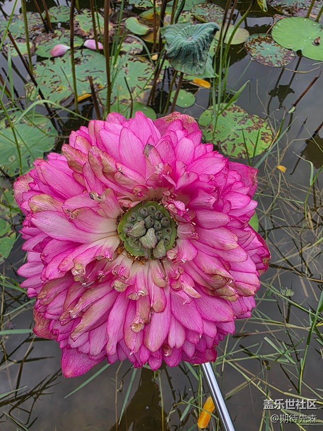 【鵬城暑色】像菊花一樣的荷花