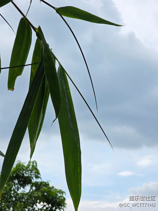 【鵬城暑色】綠廊