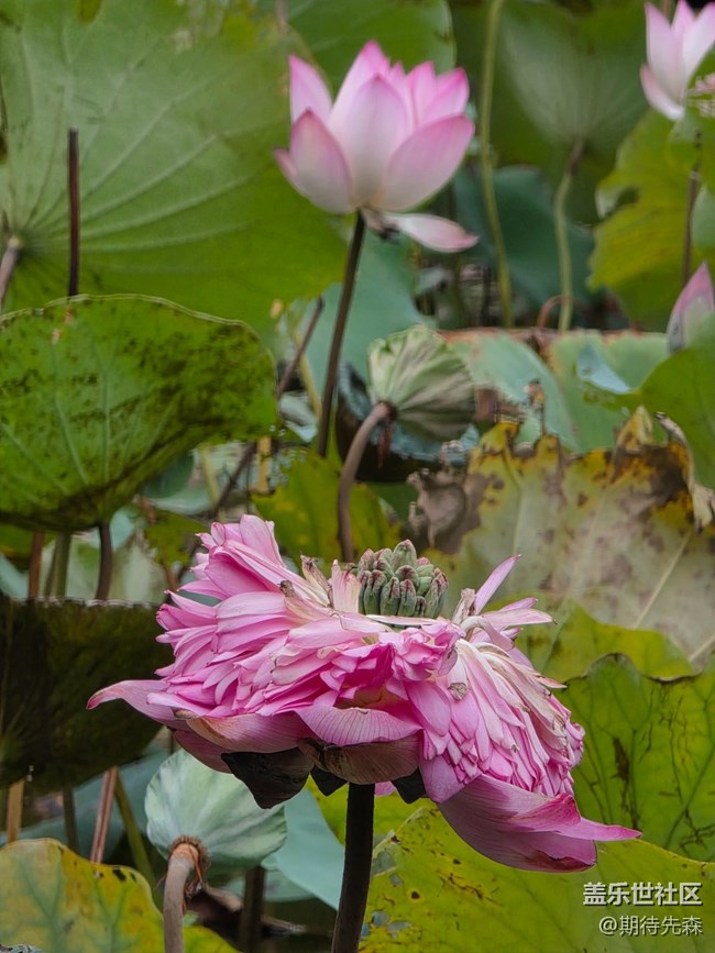 【鵬城暑色】像菊花一樣的荷花