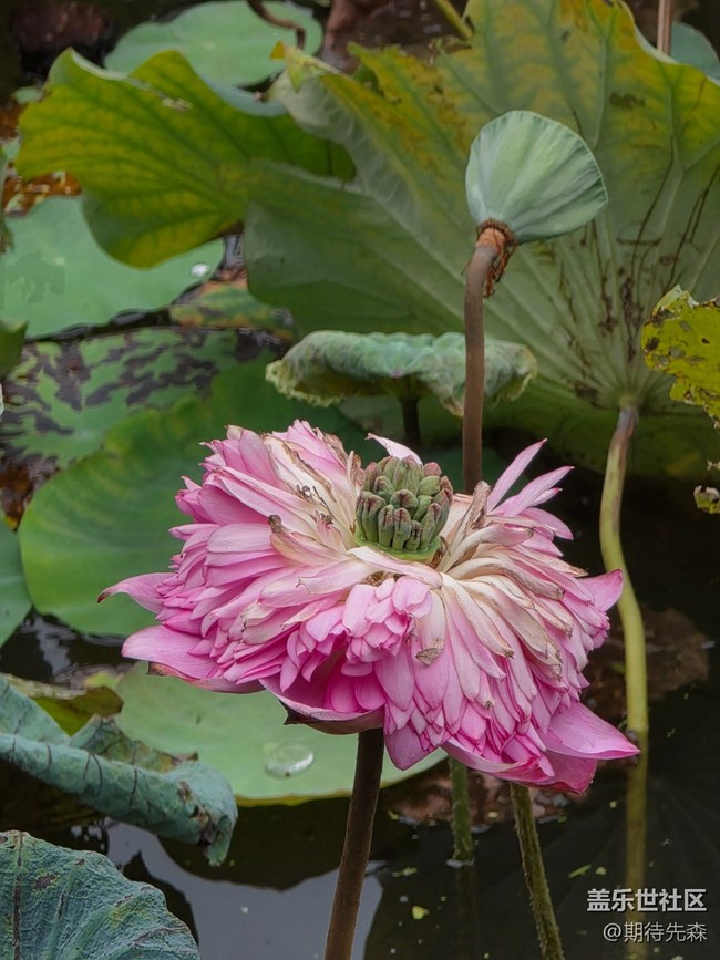 【鵬城暑色】像菊花一樣的荷花