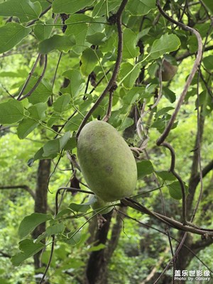 【生活的AB面】+ 秦嶺探秘