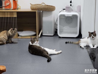 收養(yǎng)的三只咪咪??
