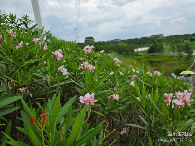 【鵬城暑色】綠廊