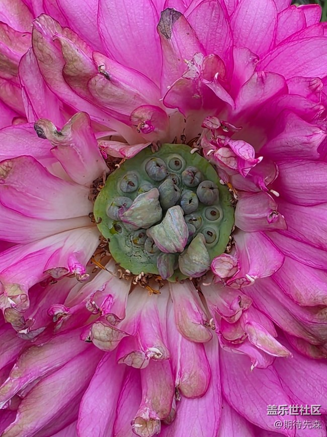 【鵬城暑色】像菊花一樣的荷花