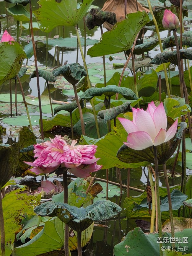 【鵬城暑色】像菊花一樣的荷花