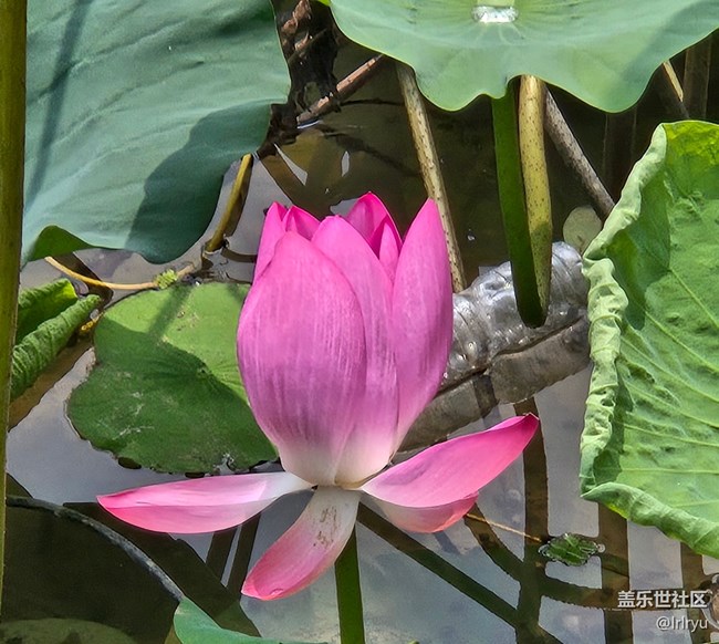 【自然物語】夏日賞荷