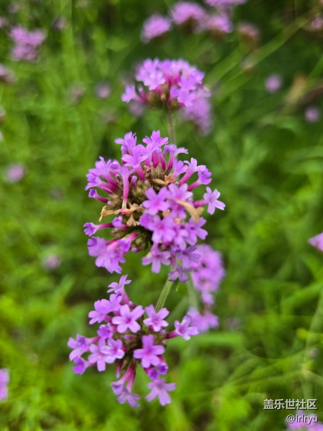 【自然物語(yǔ)】輕淡花語(yǔ)