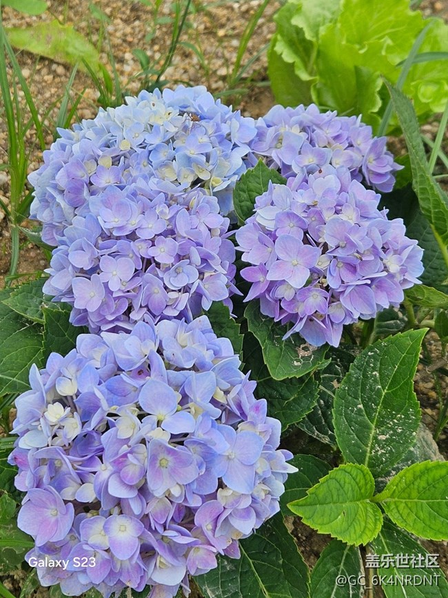 【鵬城暑色】夏日美景