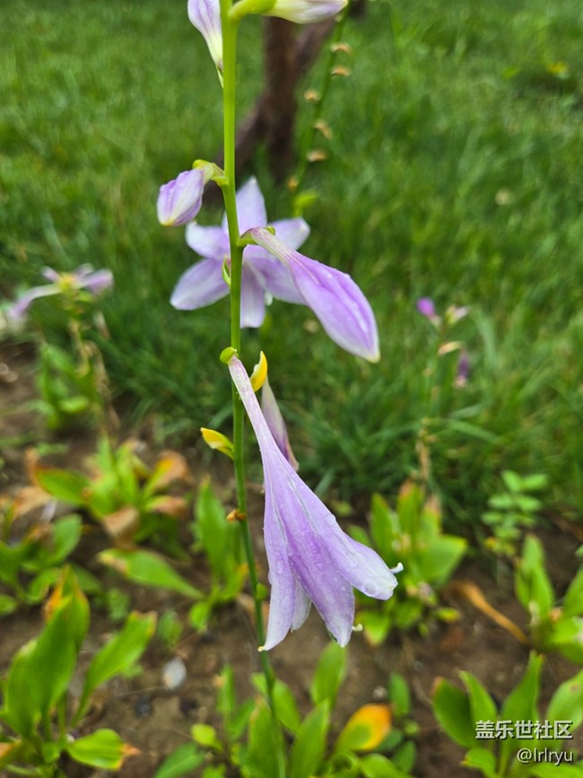 【自然物語(yǔ)】輕淡花語(yǔ)