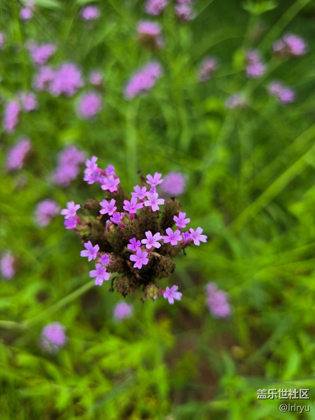 【自然物語(yǔ)】輕淡花語(yǔ)