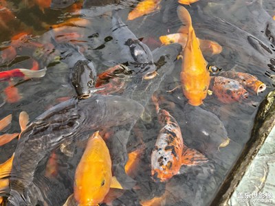 【生活的AB面】+?處處是開心