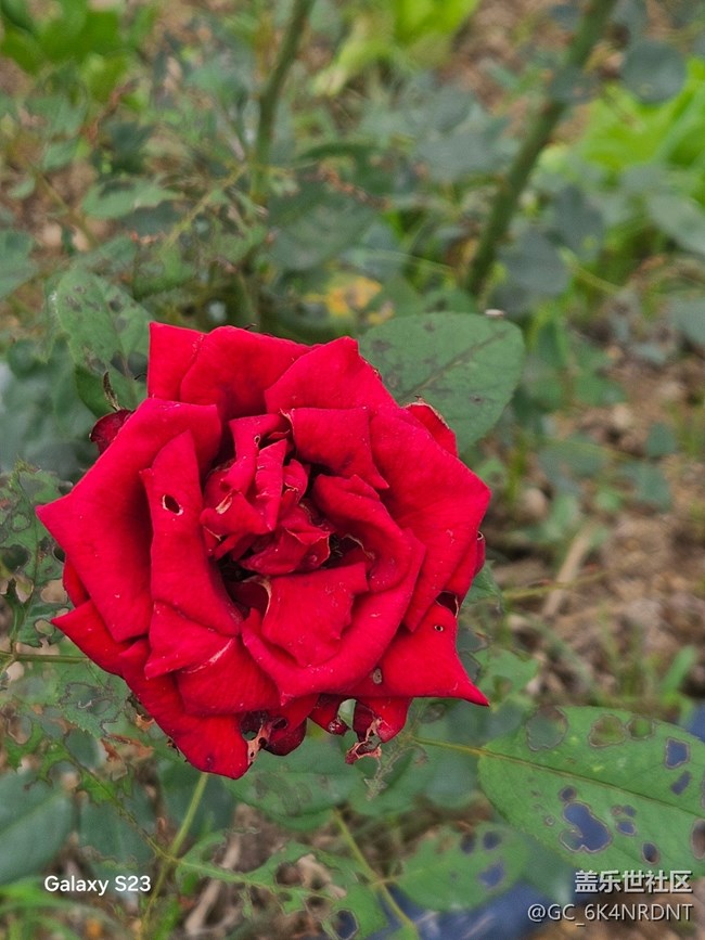 【鵬城暑色】夏日美景