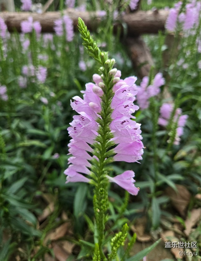 【自然物語(yǔ)】輕淡花語(yǔ)