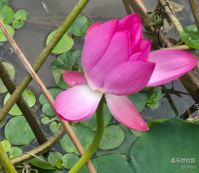 【自然物語】夏日賞荷