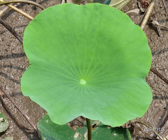 【自然物語】夏日賞荷