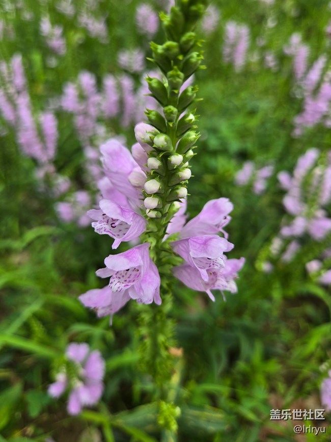 【自然物語(yǔ)】輕淡花語(yǔ)