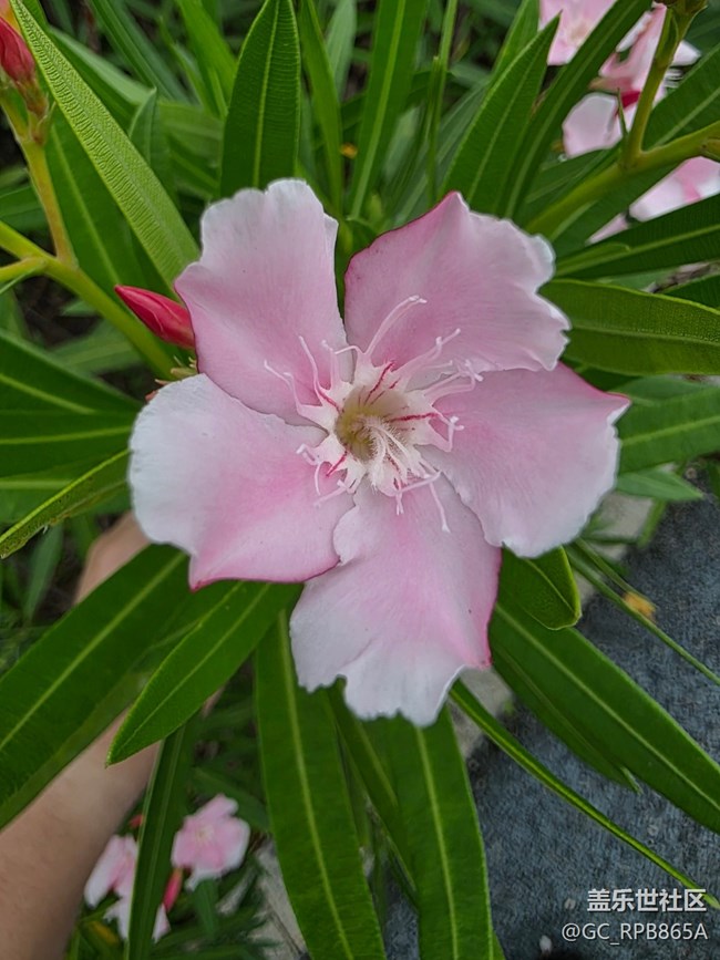 【鵬城暑色】8月的深圳