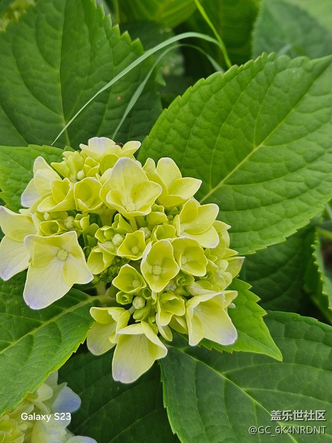 【鵬城暑色】夏日美景