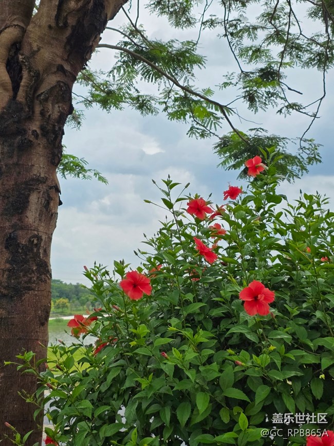 【鵬城暑色】8月的深圳