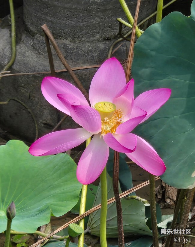 【自然物語】夏日賞荷