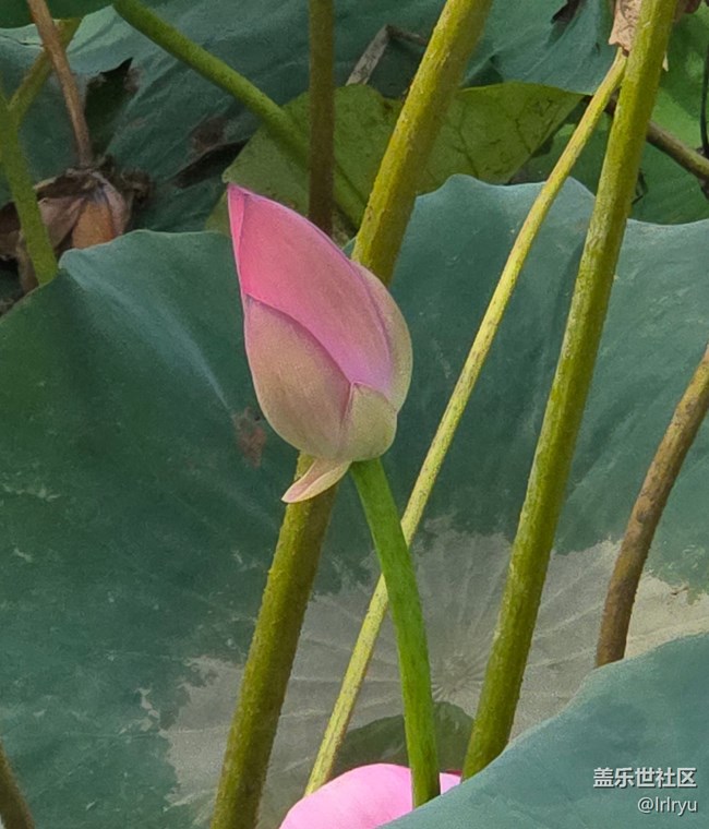 【自然物語】夏日賞荷