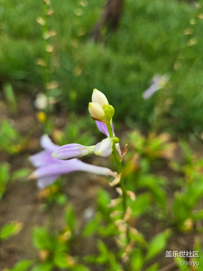 【自然物語(yǔ)】輕淡花語(yǔ)