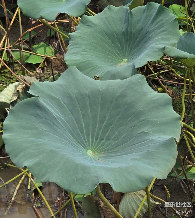 【自然物語】夏日賞荷