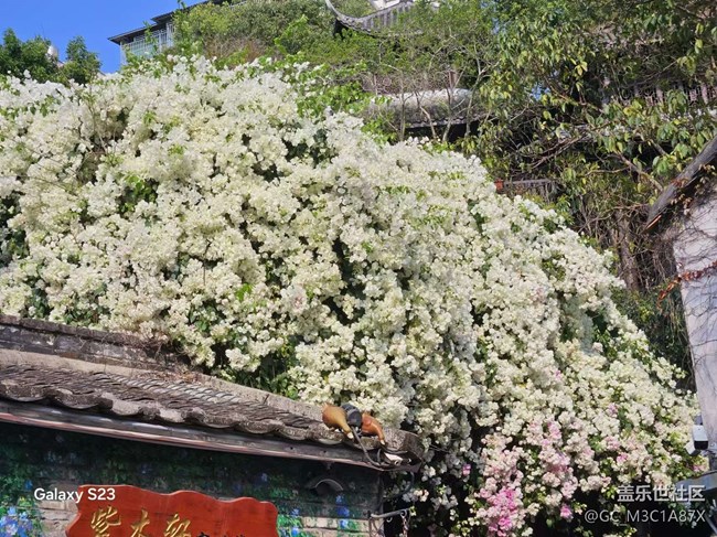 【鵬城暑色】火炎焱燚