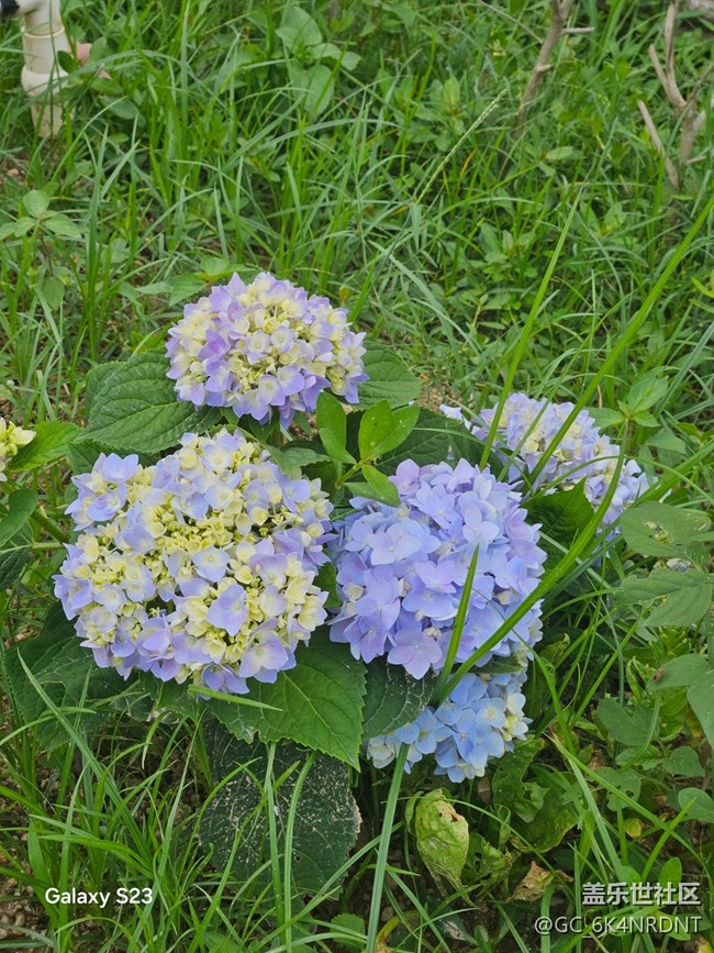 【鵬城暑色】夏日美景