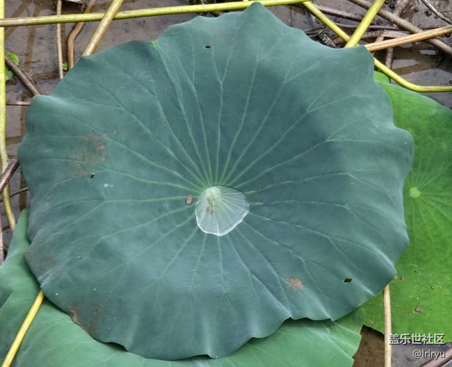 【自然物語】夏日賞荷