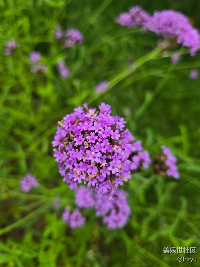 【自然物語(yǔ)】輕淡花語(yǔ)