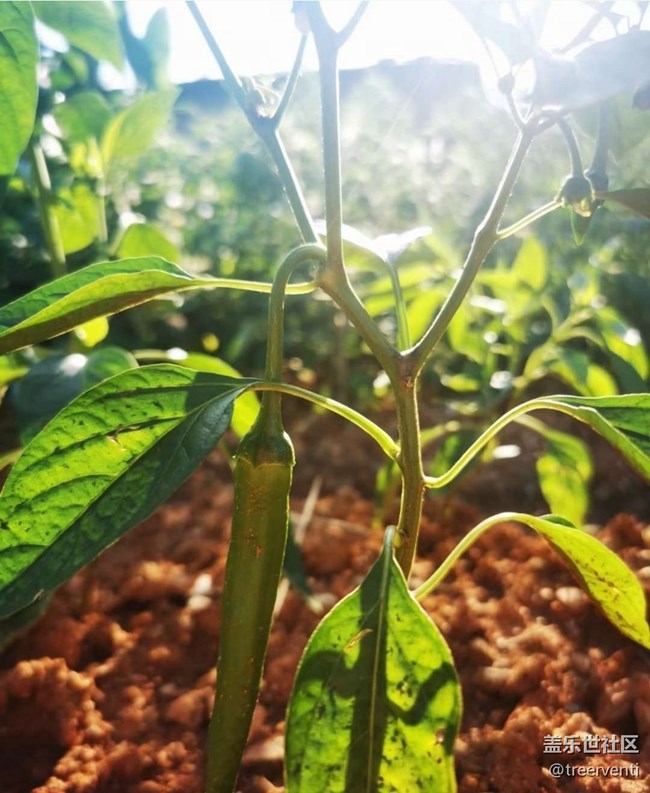 【鵬城暑色】初秋菜園
