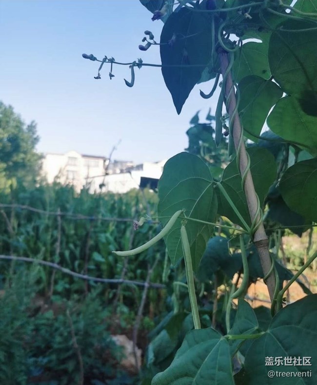 【鵬城暑色】初秋菜園