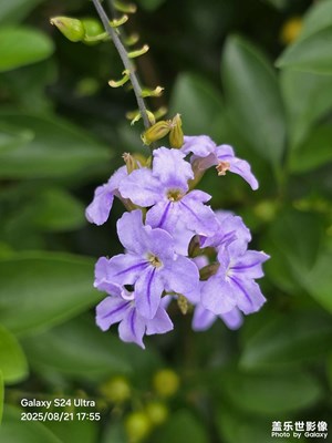 【生活的AB面】花開(kāi)半夏