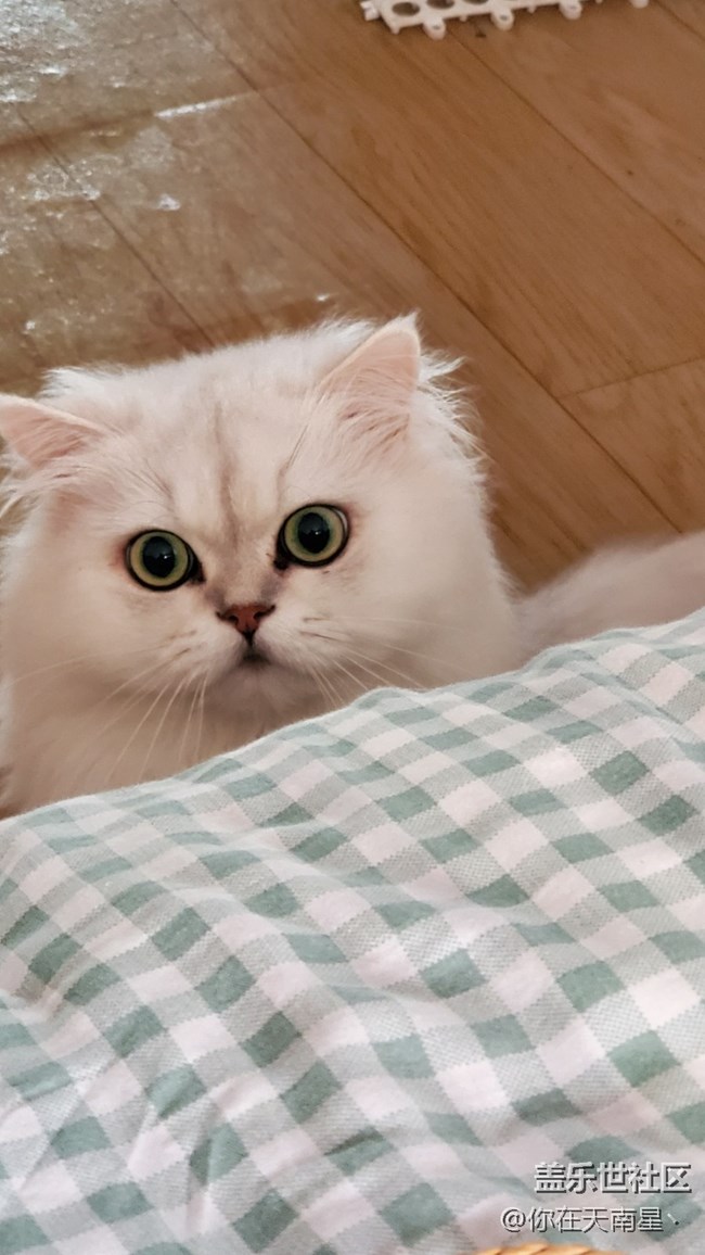 給貓自拍，還不樂(lè)意了